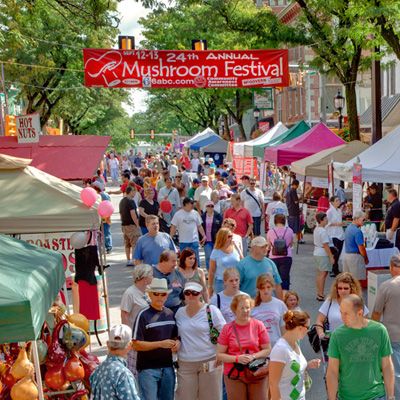 are dogs allowed at kennett mushroom festival